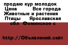 продаю кур молодок. › Цена ­ 320 - Все города Животные и растения » Птицы   . Ярославская обл.,Фоминское с.